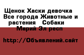 Щенок Хаски девочка - Все города Животные и растения » Собаки   . Марий Эл респ.